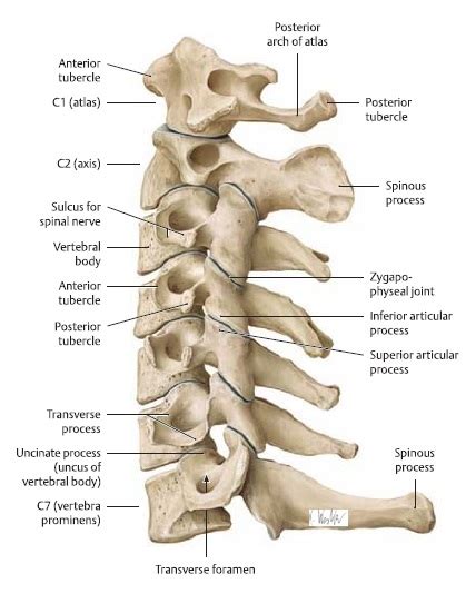 Cervical Instability - Physiopedia