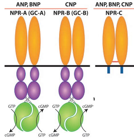 Schematic representation of the natriuretic peptide receptors | Download Scientific Diagram