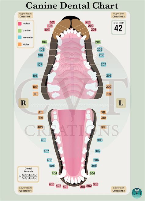 Canine Dental Chart Digital | Etsy