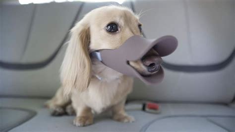 Top 10 Most Creative Pet Dog Accessories