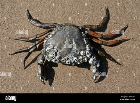 Common Shore Crab Carcinus maenas Covered In Barnacles On The Beach Stock Photo, Royalty Free ...