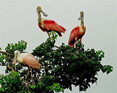 Louisiana Swamp Tours: Louisiana Swamp Photography Safari