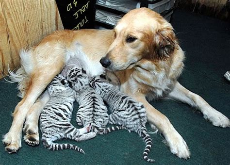 Golden Retriever Nurses Abandoned White Tiger Cubs