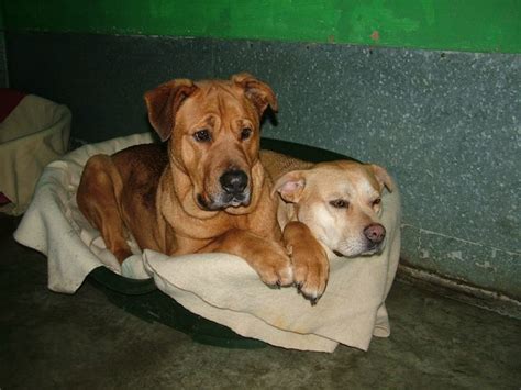 Ferne Animal Sanctuary Somerset - Dogs for Adoption - dogsblog.com