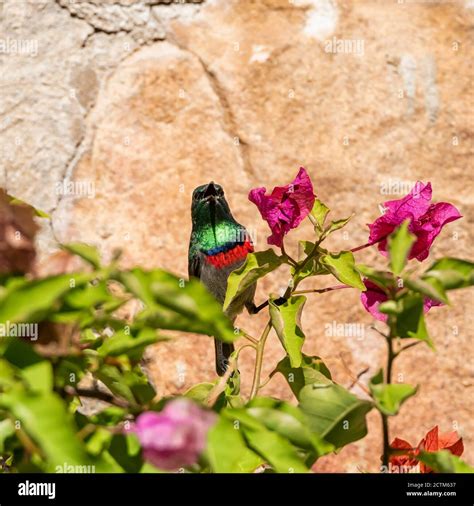 Sunbird Feeding High Resolution Stock Photography and Images - Alamy