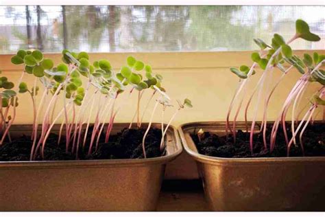 Growing Rosemary Indoors: Plant Care & Growing Guide - Indoor Home Garden