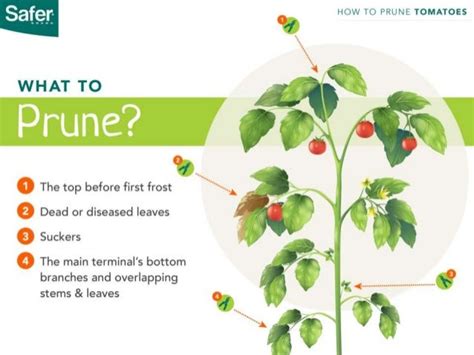 How to Prune Tomato Plants the Right Way