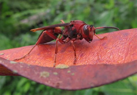 Olivaceus-group Paper Wasps (Polistes tenebricosus) - Bali Wildlife