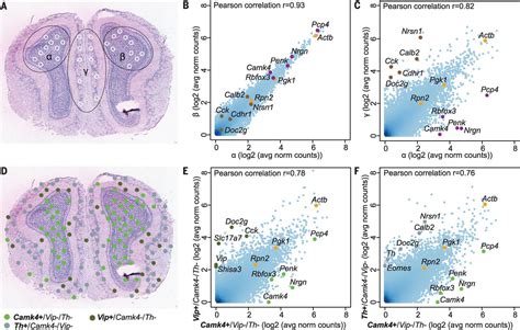 Spatial transcriptomics – quantitative gene expression data and visualization of the ...