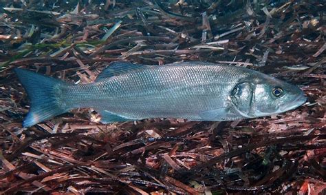 European seabass (Dicentrarchus labrax) | adriaticnature