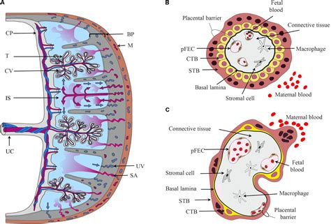 Frontiers | Physiology and Pathophysiology of Steroid Biosynthesis, Transport and Metabolism in ...