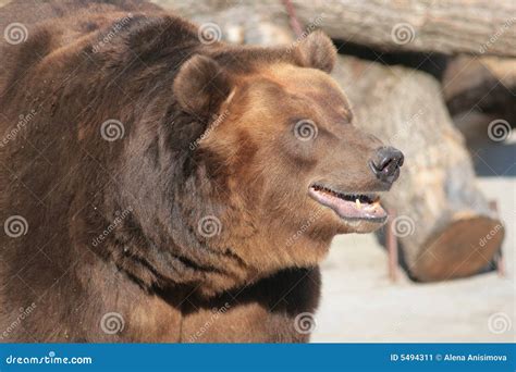 Russian bear stock image. Image of wildlife, siberia, power - 5494311