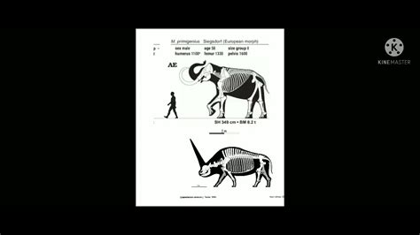 Woolly mammoth and Elasmotherium size comparison ( largest skeletals i can find ) - YouTube