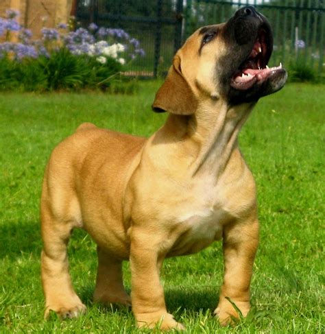 Pin by Christina Queen on South African Boerboels ♡♥♡♥♡♥♡♥ Love Them | Dogs, African boerboel ...