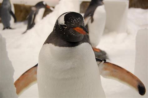 Gentoo Penguin | The Animal Facts | Appearance, Diet, Habitat, Behavior