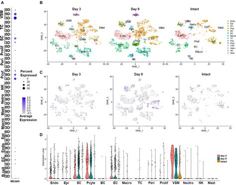 Frontiers | Up-Regulation of CD146 in Schwann Cells Following Peripheral Nerve Injury Modulates ...