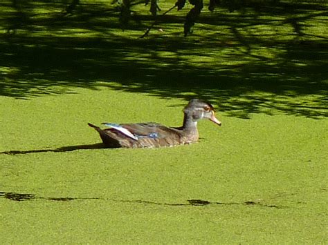 Male Wood Duck in eclipse plumage | Dendroica cerulea | Flickr