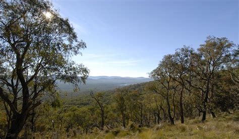 Bunyip State Park (Gembrook): UPDATED 2020 All You Need to Know Before ...