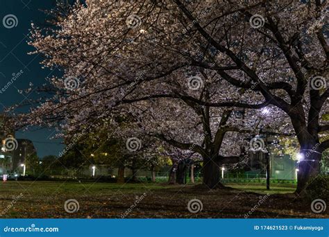 Cherry Blossoms Night View in Japan Stock Image - Image of park, petal ...