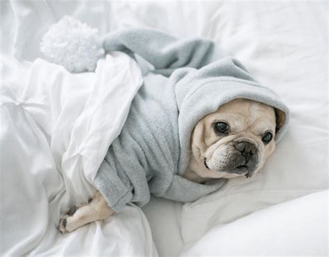 10 Dogs Who Are Totally Living the Snug Life