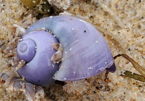 Elongated Violet Snail from Wollongong Beach on February 23, 2023 at 12 ...