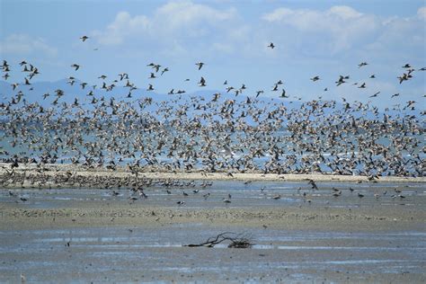 Bar-Tailed Godwits in New Zealand 2024-2025 - Rove.me