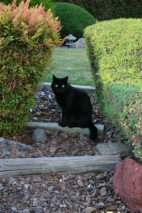 Black Cat In Garden Free Stock Photo - Public Domain Pictures