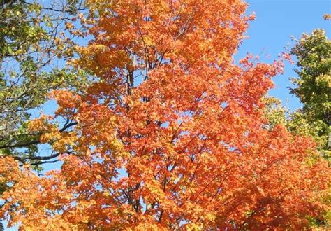 Sugar Maple Tree Fall – Tree Pictures BLog