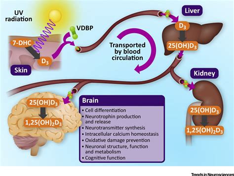 Vitamin D in Synaptic Plasticity, Cognitive Function, and Neuropsychiatric Illness: Trends in ...