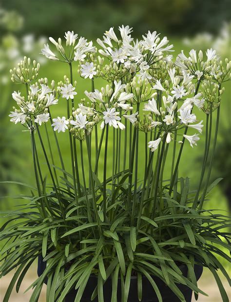 Agapanthus L'Amour d'été Blanc - Photo: Green-Works | Garden plants | Garden, Agapanthus, Patio ...