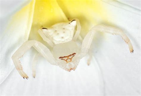 Macro Photo of White Crab Spider Camouflage on Plumeria Flower Stock Photo - Image of flower ...