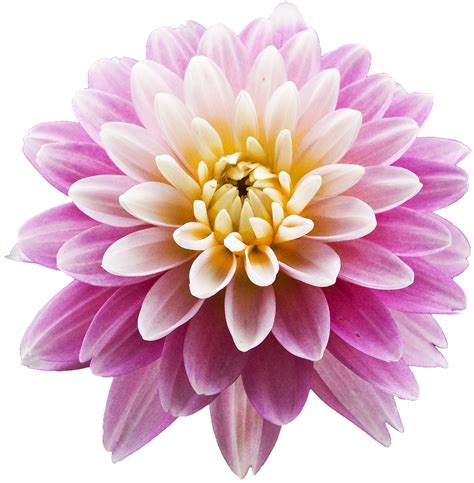 Dahlia Download Transparent PNG Image