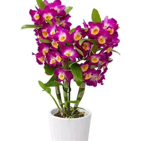 Jual Anggrek Dendrobium Nobile Dewasa tanaman hias termurah | Shopee ...