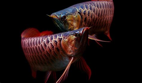 Significance of Arowana fish in Feng Shui