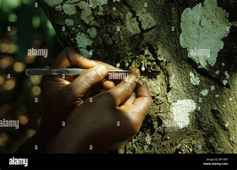 Hand pollination of flowers on the cocoa tree in Ghana Stock Photo - Alamy