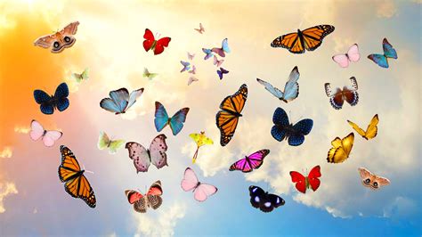 Group of butterflies flying in the sky HD wallpaper | Wallpaper Flare