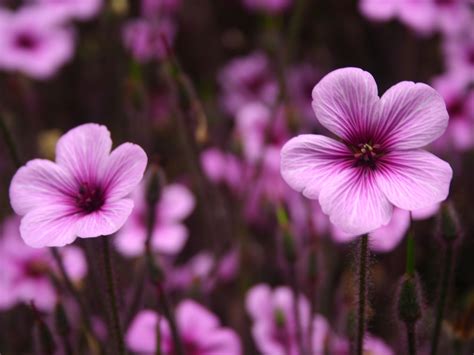 Purple Flowers Wallpapers | HD Wallpapers | ID #5518