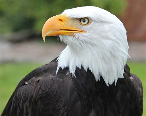 American Bald Eagles Face New Challenge Post Population Rebound ...