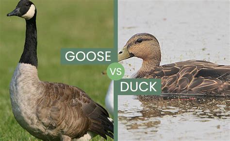 Goose vs Duck – Are There Any Similarities?