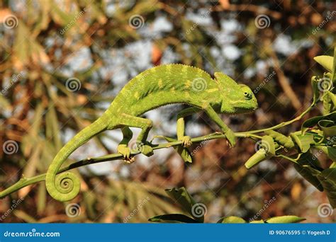 Indian Chameleon stock image. Image of mumbai, green - 90676595