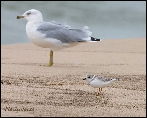 endangered piping plover trying to hang out with a sea gull, that's not your mom! Nature Birds ...