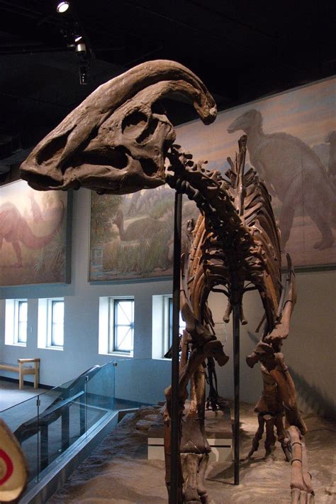 Parasaurolophus | Field Museum of Natural History in Chicago… | Gunnar Ries zwo | Flickr