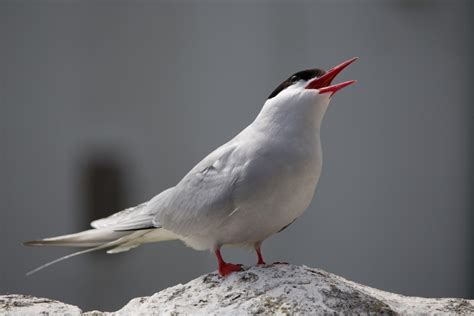 Arctic Tern - Bird Watching Academy