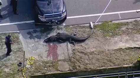 Florida police identify woman killed in ‘alligator attack’ as daughter ...