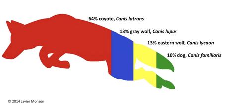 Coywolf or coyote? Let’s call the whole thing off