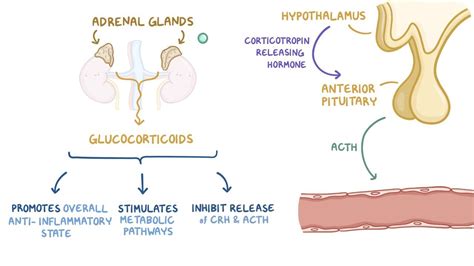 Adrenal Glands Release Which Hormone