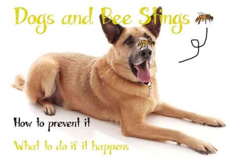 Bee Careful: Everything You Need To Know About Dog Bee Stings