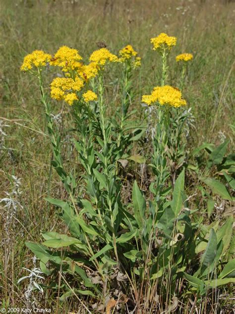 Solidago rigida (Stiff Goldenrod): Minnesota Wildflowers