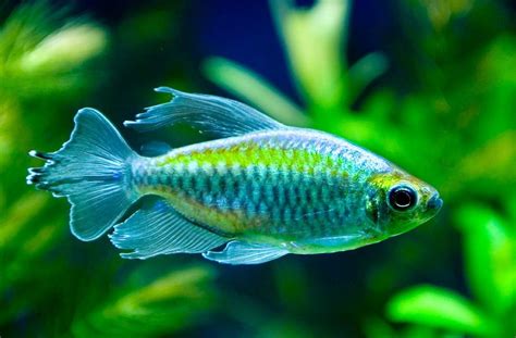 Congo Tetra Care: A Comprehensive Guide for Beginners