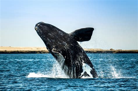 The North Atlantic Right Whale Is Now Ranked As Critically Endangered On The Updated IUCN Red ...